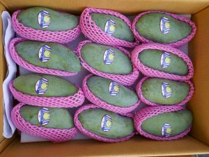 THÙNG 5KG XOÀI THÁI CỨNG GIÒN | 14 - 16 quả