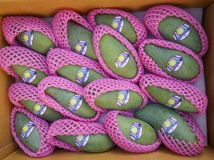 THÙNG 5KG XOÀI THÁI CỨNG GIÒN | 16 - 18 quả