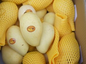 XOÀI CÁT CHU CỨNG GIÒN