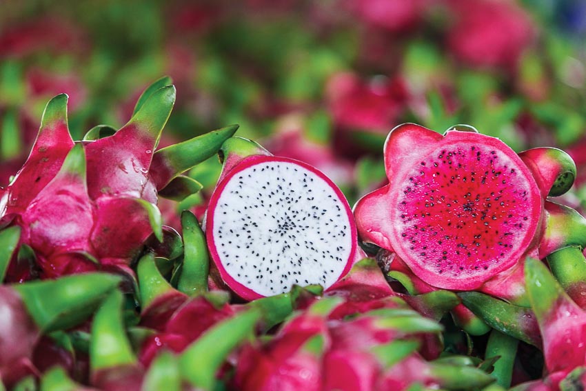 THANH LONG TƯƠI (RUỘT TRẮNG, RUỘT ĐỎ)